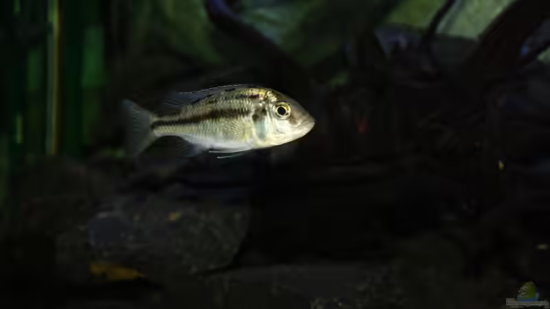 Protomelas taeniolatus red empress Namalenje Dame von Tobias Summerer (72)