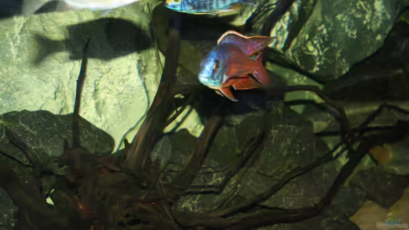 Protomelas taeniolatus red empress Namalenje von Tobias Summerer (73)