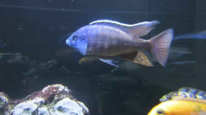 protomelas taeniolatus Red Empress von Dunzi (10)