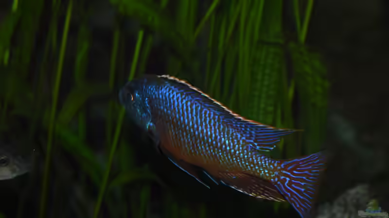 Protomelas taeniolatus senga bay  von Matze0815 (25)