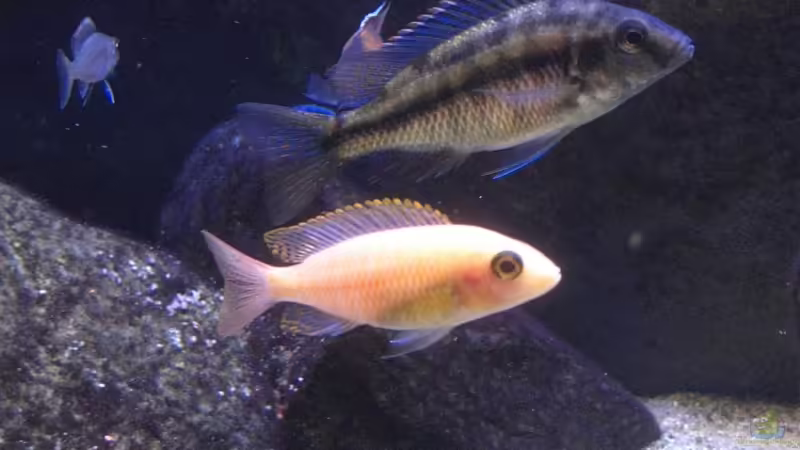 Protomelas Taeniolatus und Aulonocara Fire Fish Weibchen von Matoba (60)