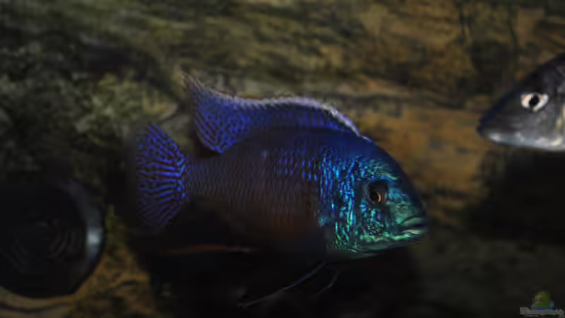 Protomelas taeniolatus von Lutz K (69)