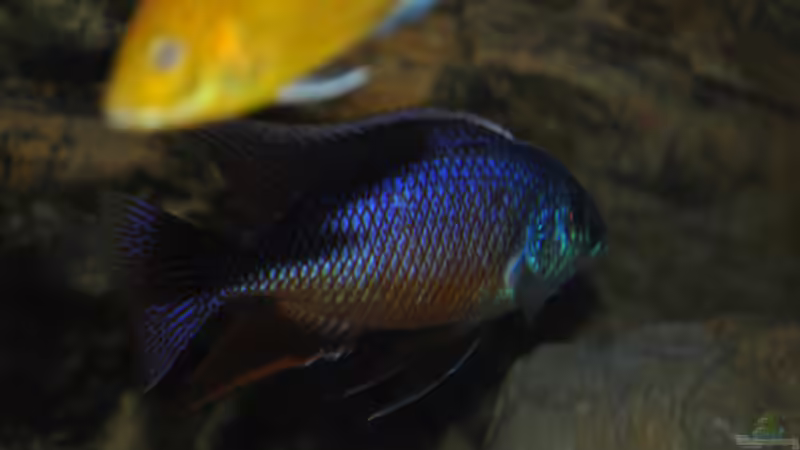 Protomelas taeniolatus von Lutz K (70)