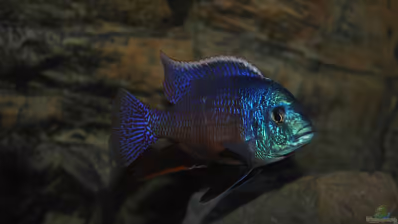 Protomelas taeniolatus von Lutz K (72)