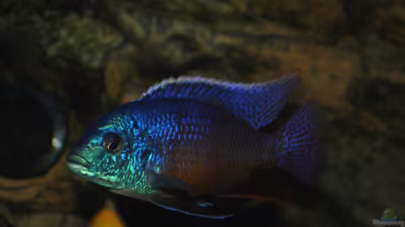 Protomelas taeniolatus von Lutz K (73)