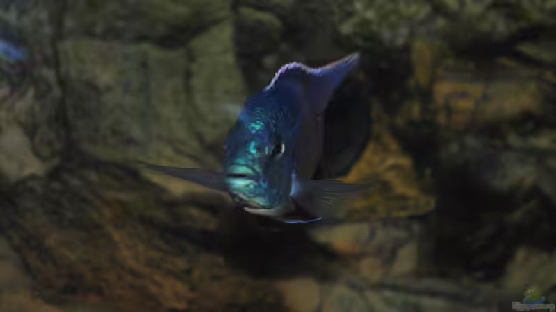 Protomelas taeniolatus von Lutz K (74)