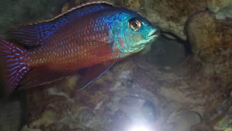 Protomelas taeniolatus von Stephan Ascher (33)