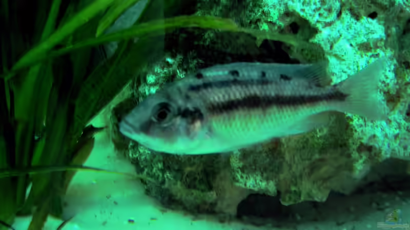 Protomelas Taeniolatus W  mit vollem Maul :-) von Heiko Selka (7)