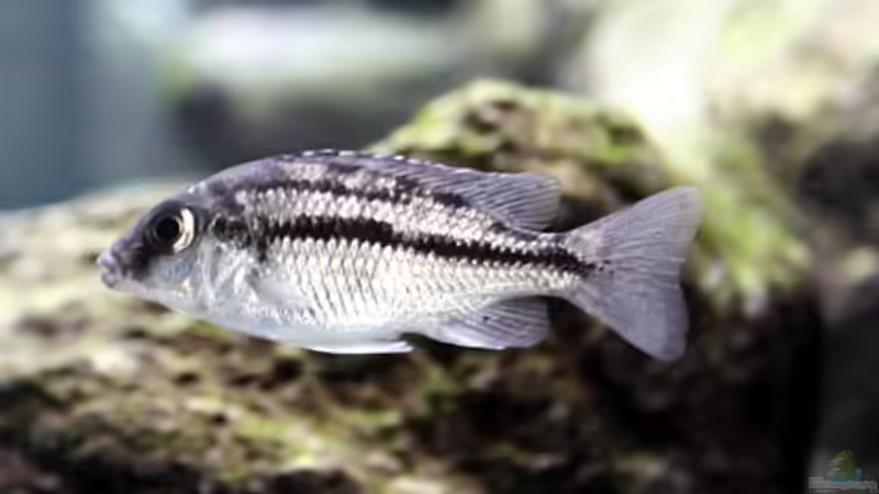 Protomelas taeniolatus W von Nivus (17)