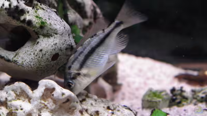 Protomelas taeniolatus Weibchen von Jürgen Stradner (10)