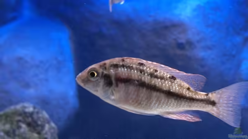 Protomelas Taeniolatus Weibchen von Matoba (53)