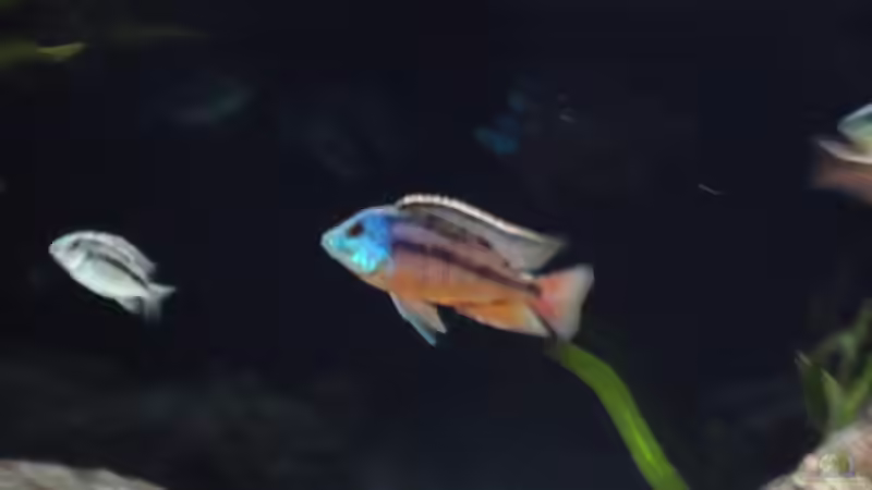 Protomelas taeniolotus ´bodzulu´ halbstark von StefanZ (5)