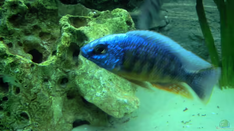 Protomelas Taiwan Reef M von Heiko Selka (8)