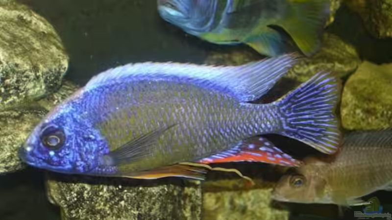 Protomelas Taiwan Reef von exodus73 (7)