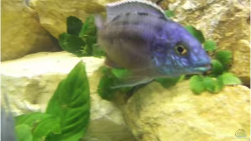 Protomelas Tealineatus Bock von Der Schweizer (16)