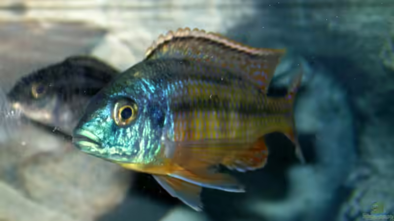 Protomelas teaniolatus namelenje  Bock  von Florian Ober (13)