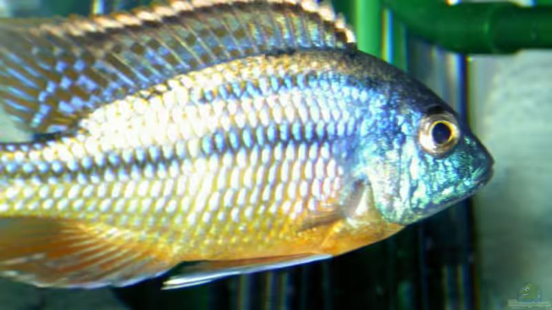 Protomelas teaniolatus namelenje  Bock  von Florian Ober (14)