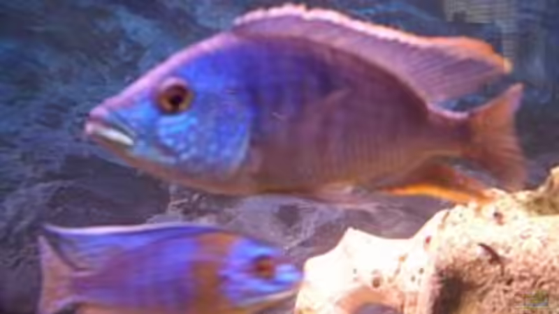 Protomelas von Christoph Fetten (10)