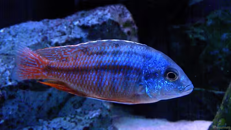 Protomelas von flightsim (101)