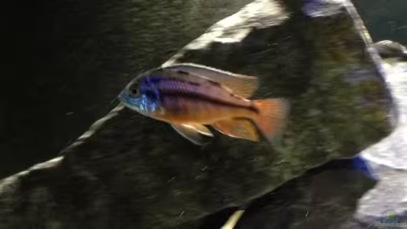 Protomelas von Lynex (18)