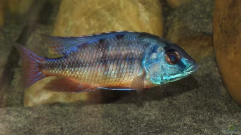 Protomelas von Sascha G. (20)