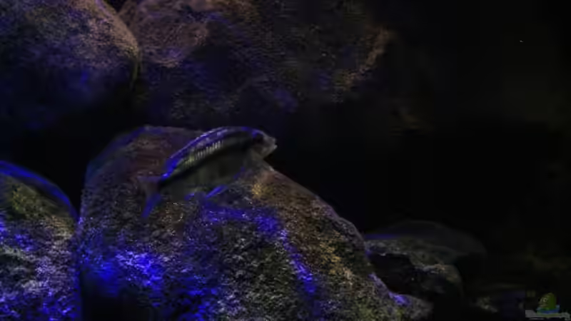 Protomelas Weibchen am Paarungsplatz von Florian Bandhauer (22)