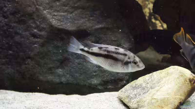 Protomelas Weibchen von Sascha G. (26)