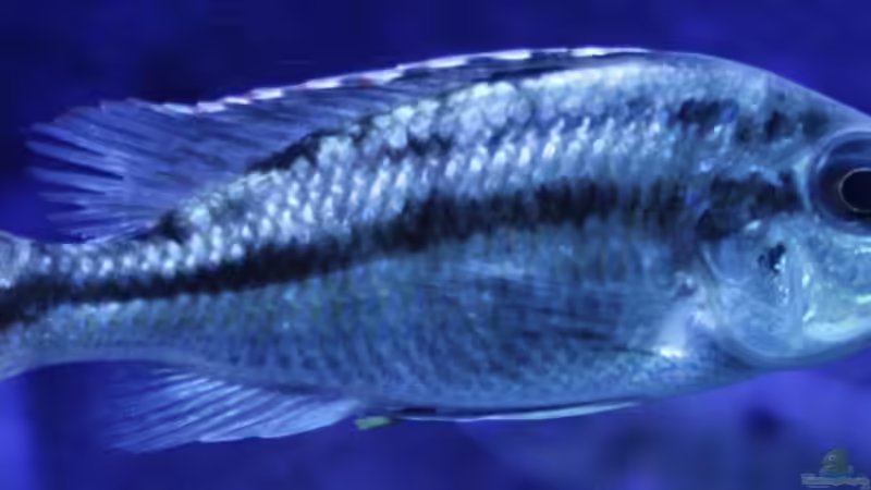 Protomelas WF Weib ! von Florian Bandhauer (58)