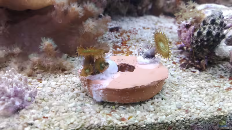 Protopalythoa Ableger ^^ von Torsten Bullmahn (37)