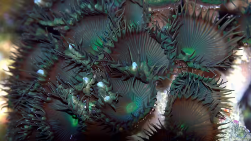 Protopalythoa sp. 04 - Grüne Krustenanemone von Holger Höhn (13)