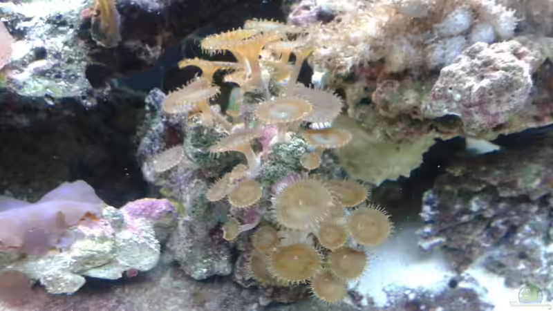 Protopalythoa sp. ´green´ von Torsten Bullmahn (64)