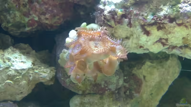 Protopalythoa sp. von Gernold (20)