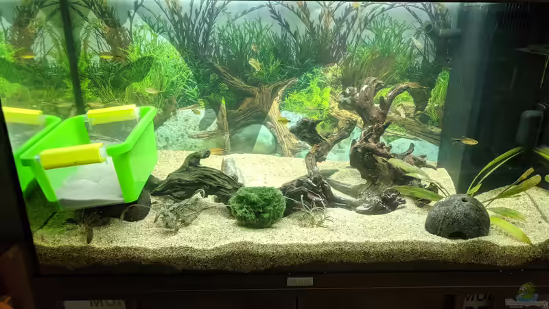 Provisorium, da Notauflösung anderes Aquariums (09.06.2020) von Ameisenalex (7)