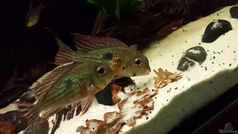 Proximus Paar von NRW (51)