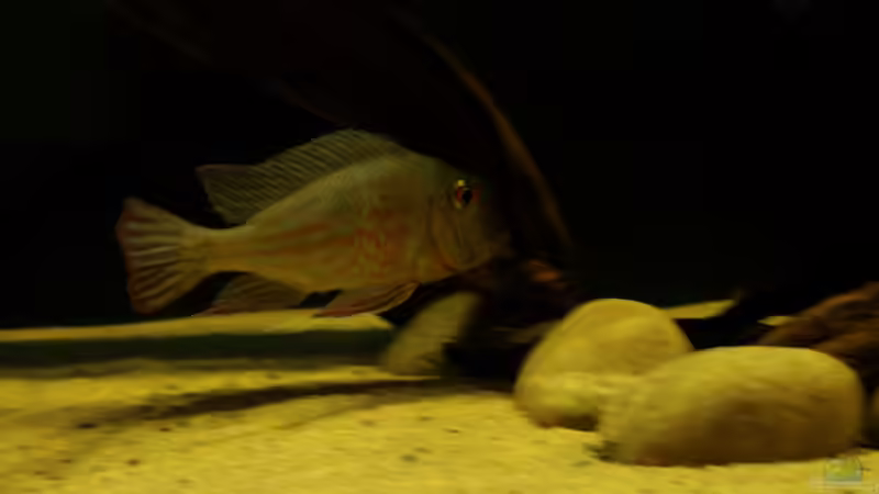 Proximus Weibchen von die Perle... (32)