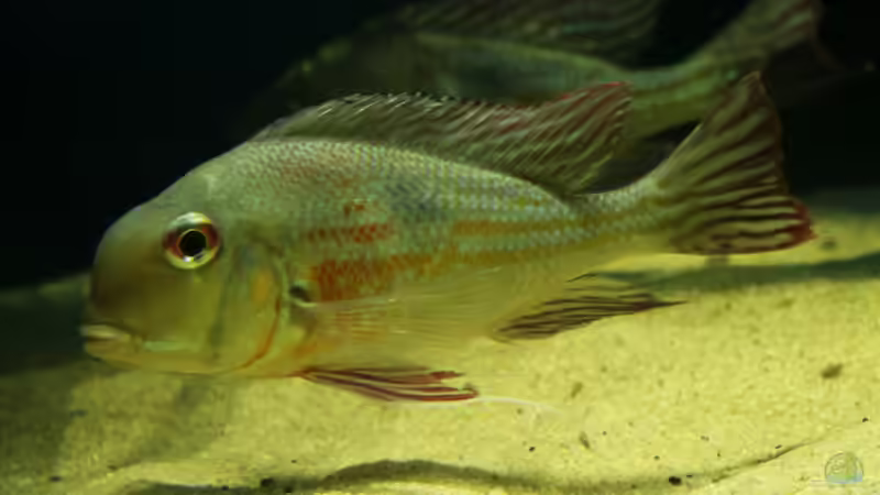 proximus Weibchen von die Perle... (34)