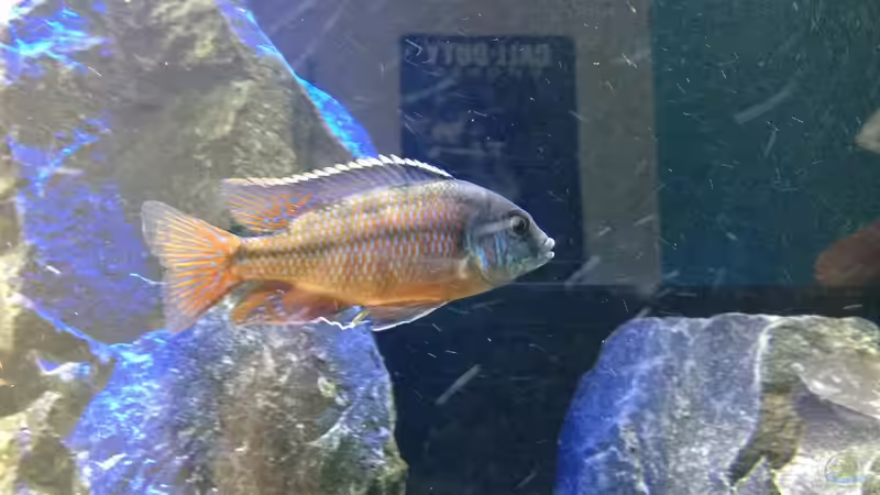 Prtomelas ´senga point´ von Lynex (19)