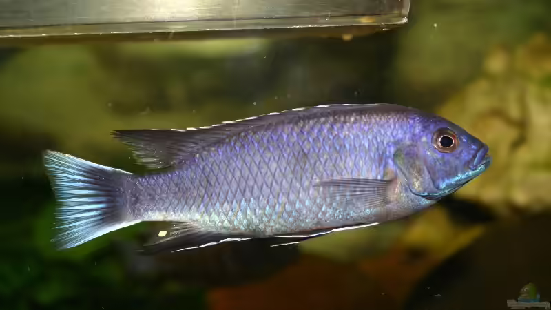 Ps. acei ´ngara´ WF M von Sven Nekum (24)