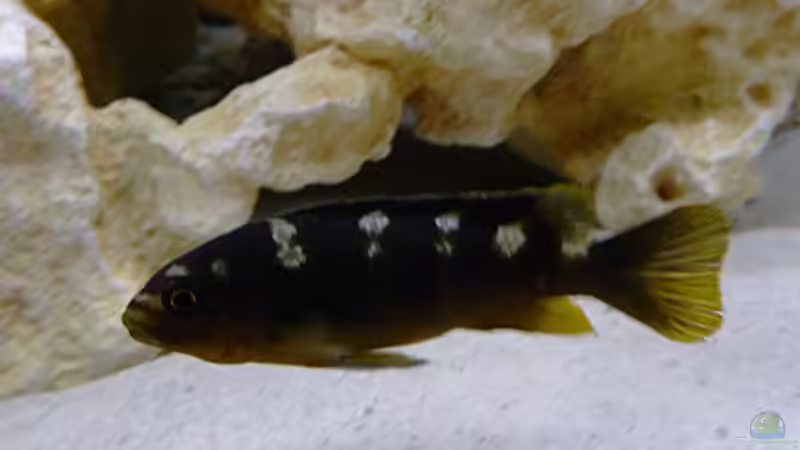 Ps. Crabro / M von African Lake (18)