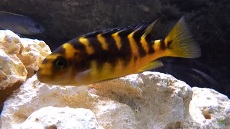 Ps. Crabro / W von African Lake (17)