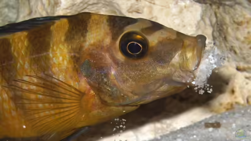 Ps. crabro beim Buddeln (m) von Andreas Kraus (10)