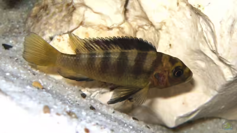 Ps. crabro (Jungtier) von Andreas Kraus (11)