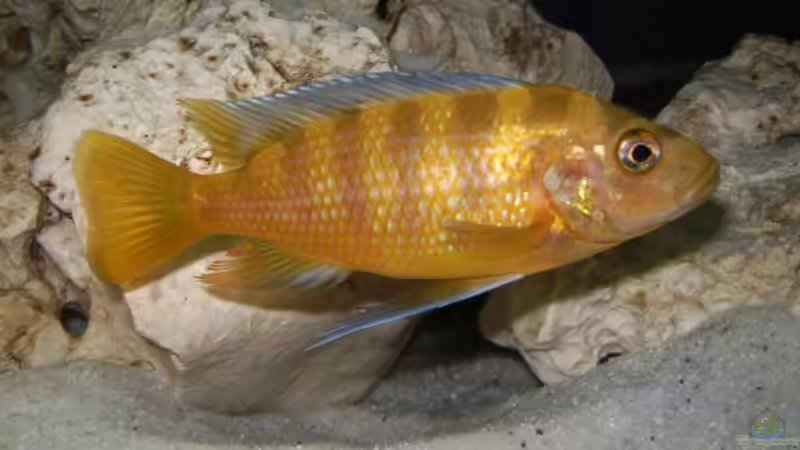 Ps. crabro (m) von Andreas Kraus (23)