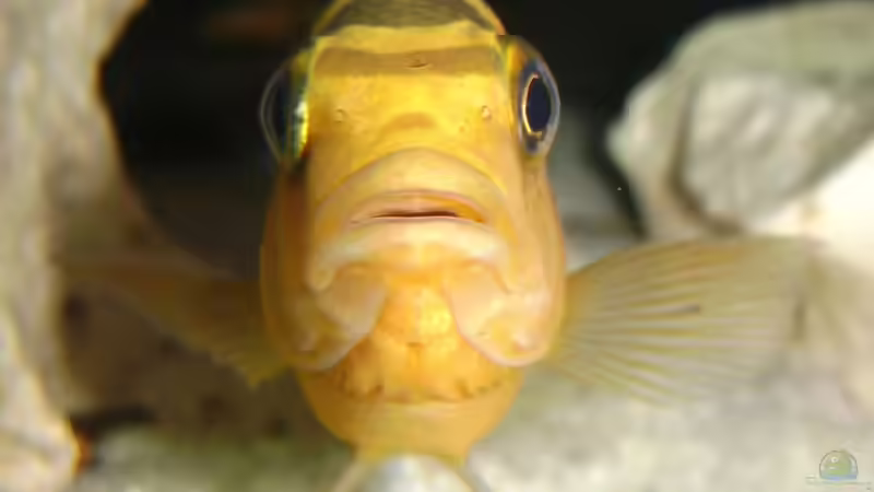 Ps. crabro (m) von Andreas Kraus (9)