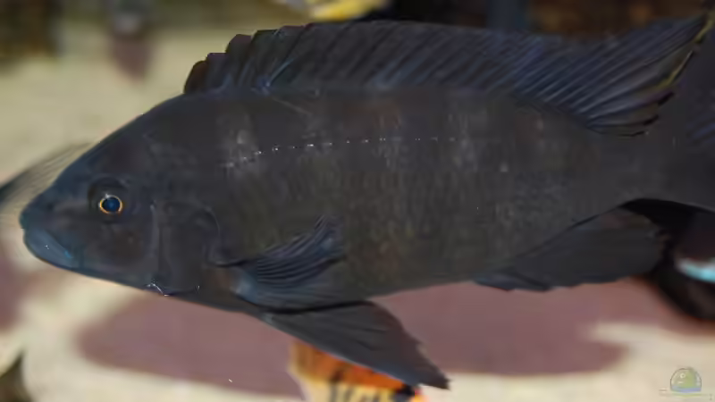 Ps. crabro von Roland Elsenbruch (37)