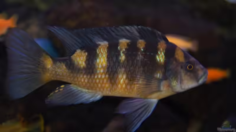 Ps. Crabro von Roland Elsenbruch (38)