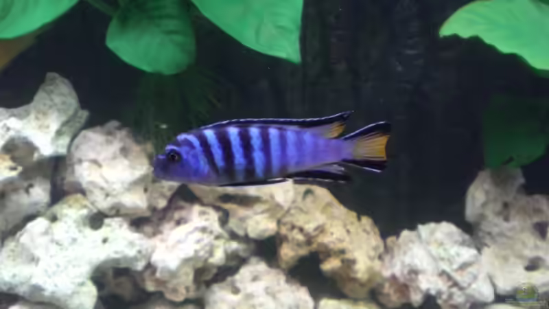 Ps. Elongatus M von Mirco N. (17)