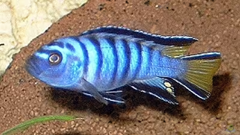 Ps. elongatus mpanga von Katja Wilhelm (9)