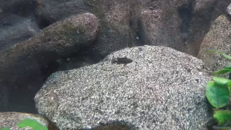 Ps. elongatus Nachwuchs frech wie Oskar von Udo Lehr (35)