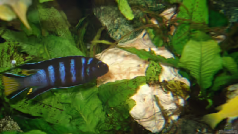 Ps. elongatus yellow Tail Bock von Lukas Szewczyk (30)